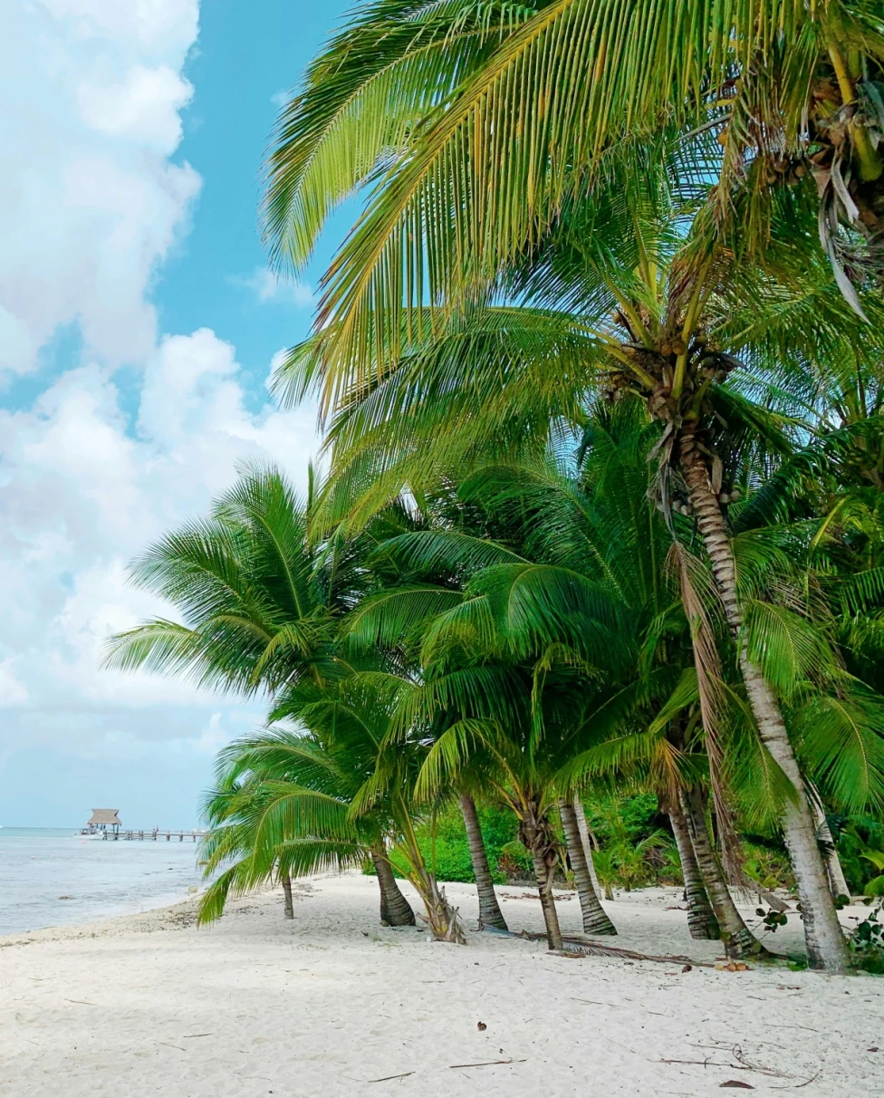 Turquoise water beach with palm trees.