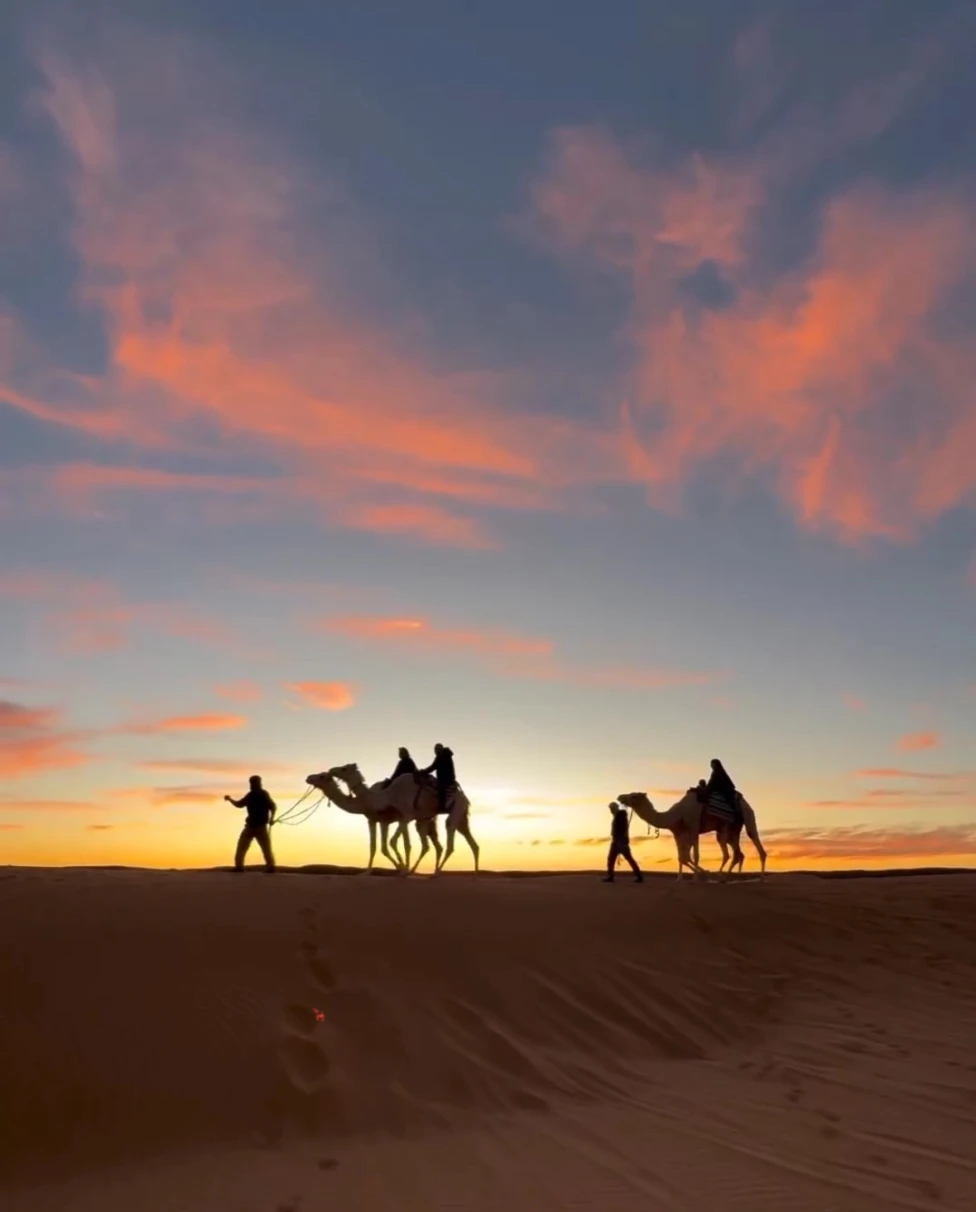 A view of camels in the distance with a pink and gold sky above them.