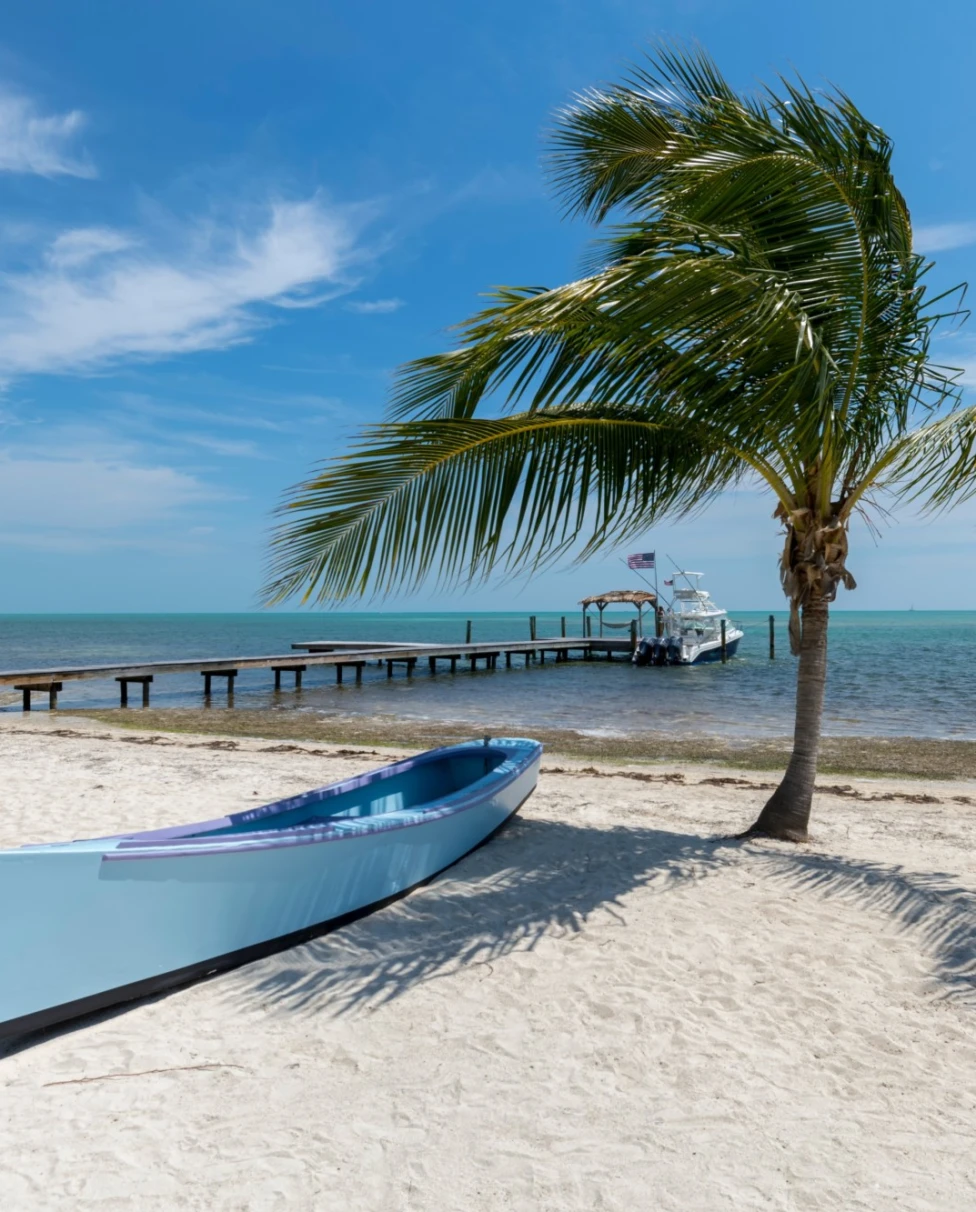 palm tree next to a blue canoe on a beach