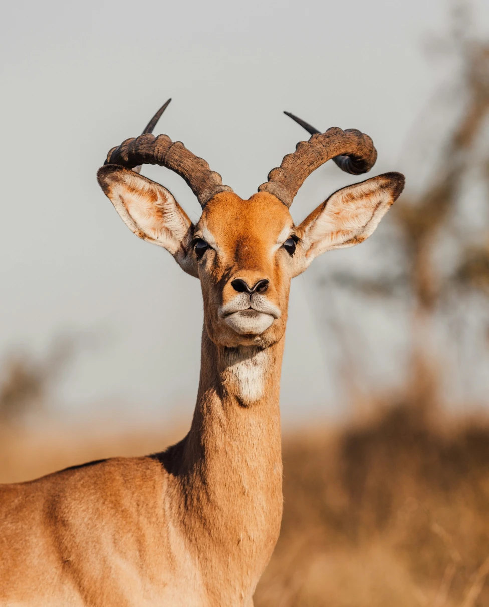 A close-up of an adult impala with prominent curved horns against a blurred natural background.