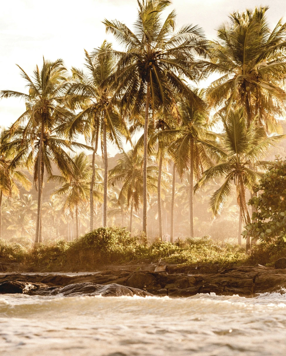 A picture of a beach with coconut trees on the shore taken during the daytime.