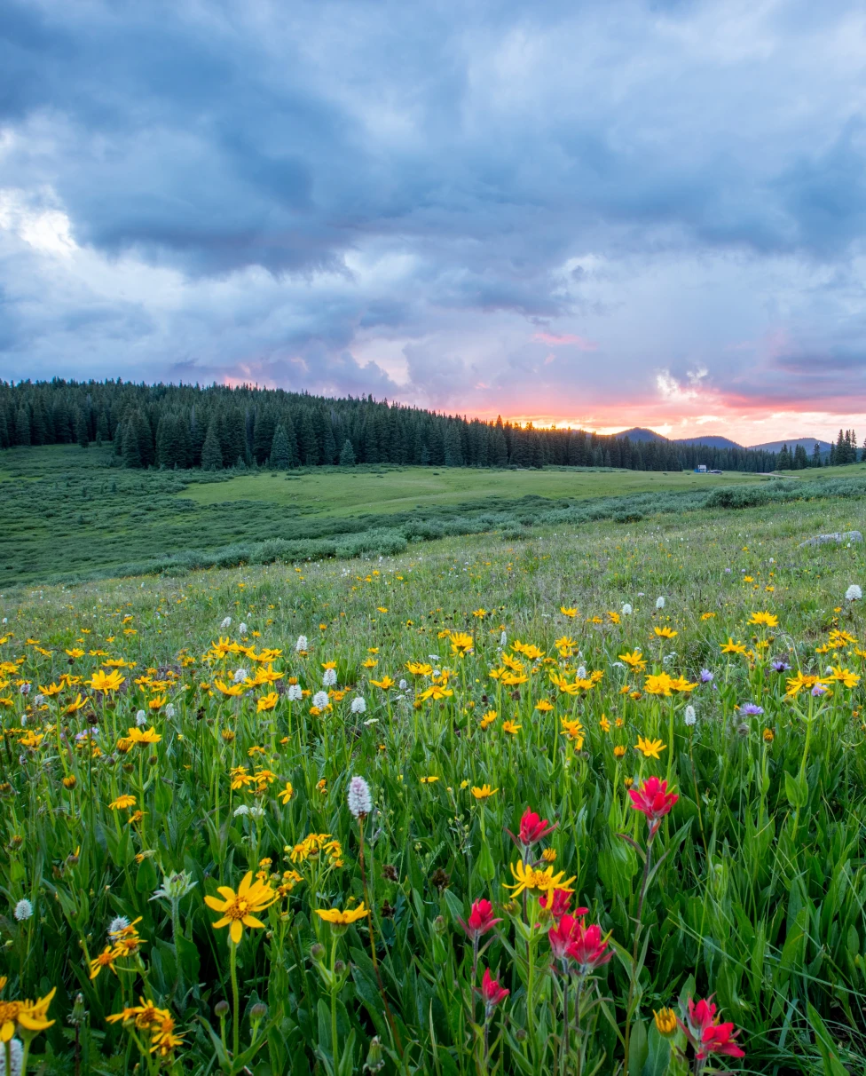 green valley with colorful flowers during daytime