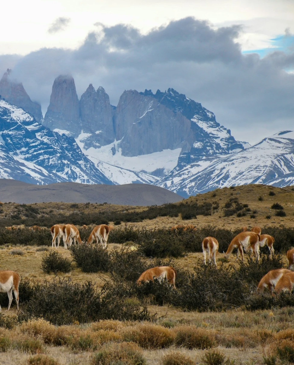 A group of animals in a field in front of snow-covered mountains