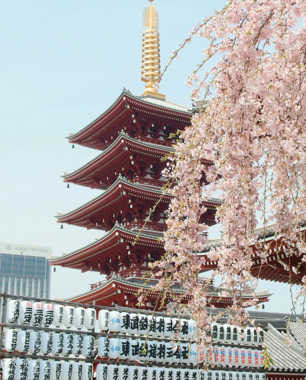 A traditional Japanese pagoda framed by blooming cherry blossoms, with lanterns and banners adding to the serene temple ambiance.