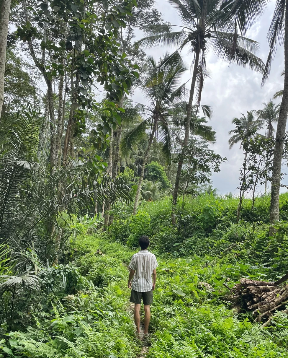 Man walking in green forest next to palm trees during daytime