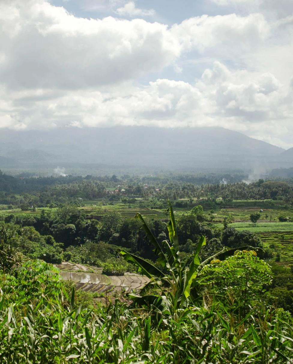 Lush green valley in Bali