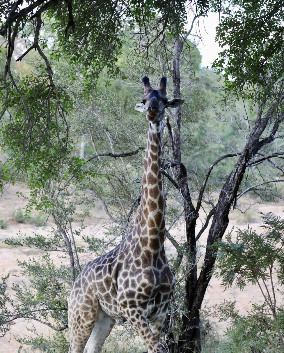 A giraffe surrounded by trees, as seen on a South Africa itinerary.
