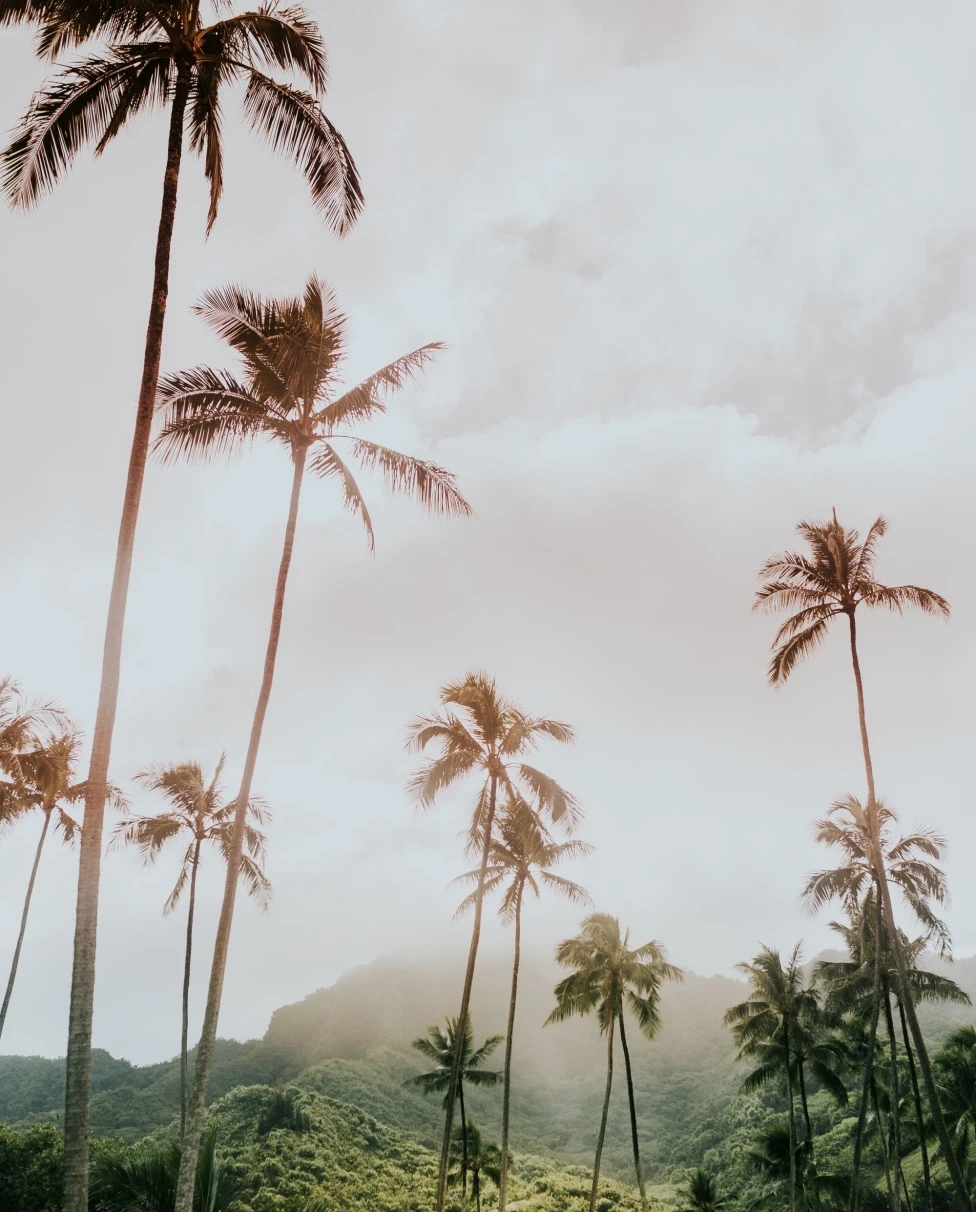 A low angled shot of coconut trees taken during the day