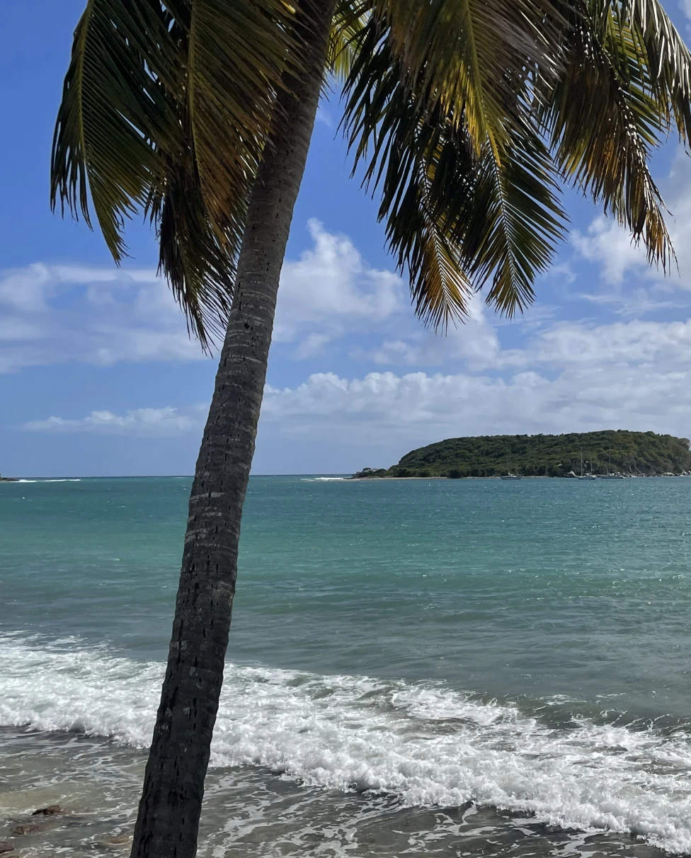 Body of water and palm tree with clouds in the sky during daytime