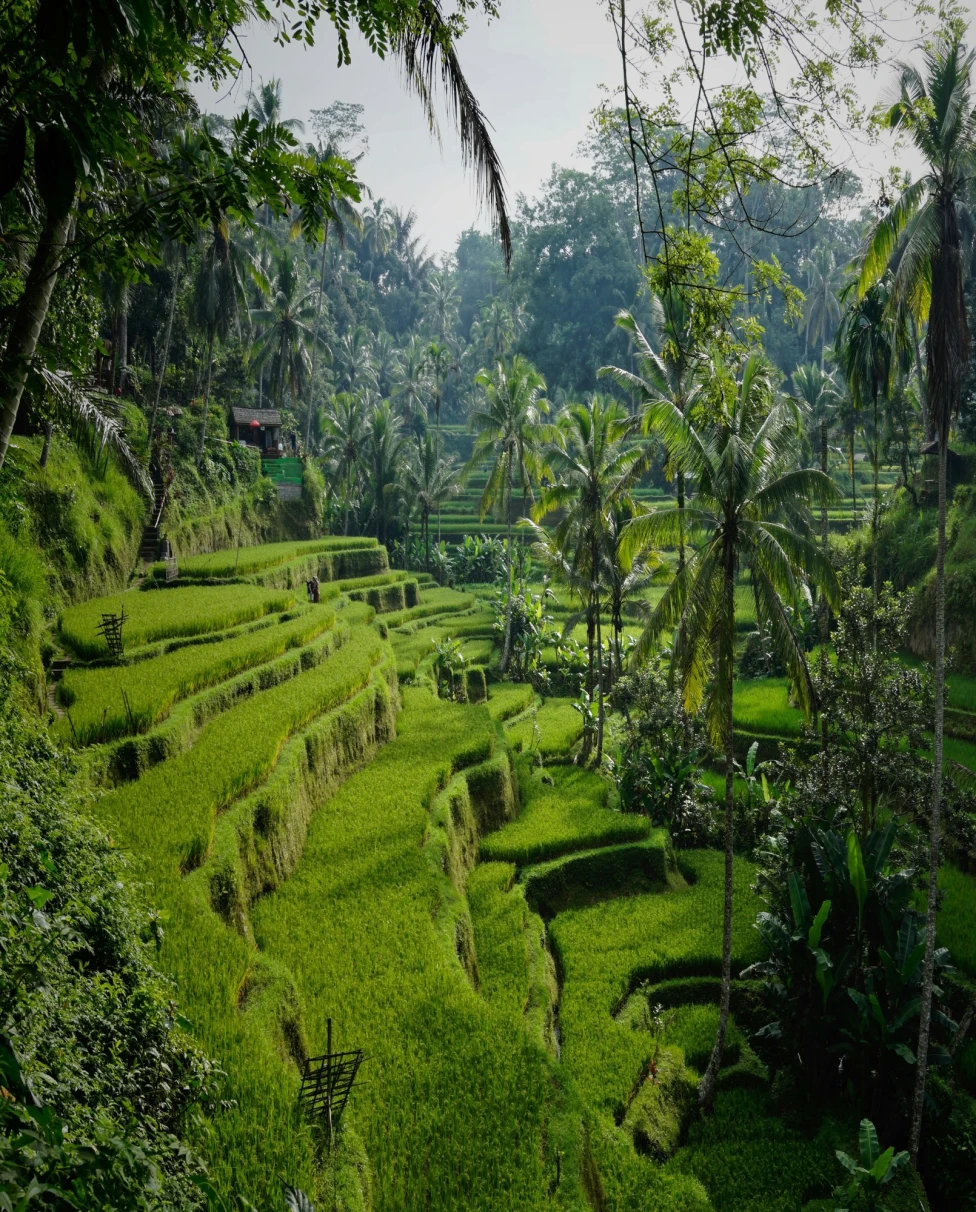 The image displays a terraced rice field, lush with greenery, showcasing traditional agricultural practices in a forested landscape.