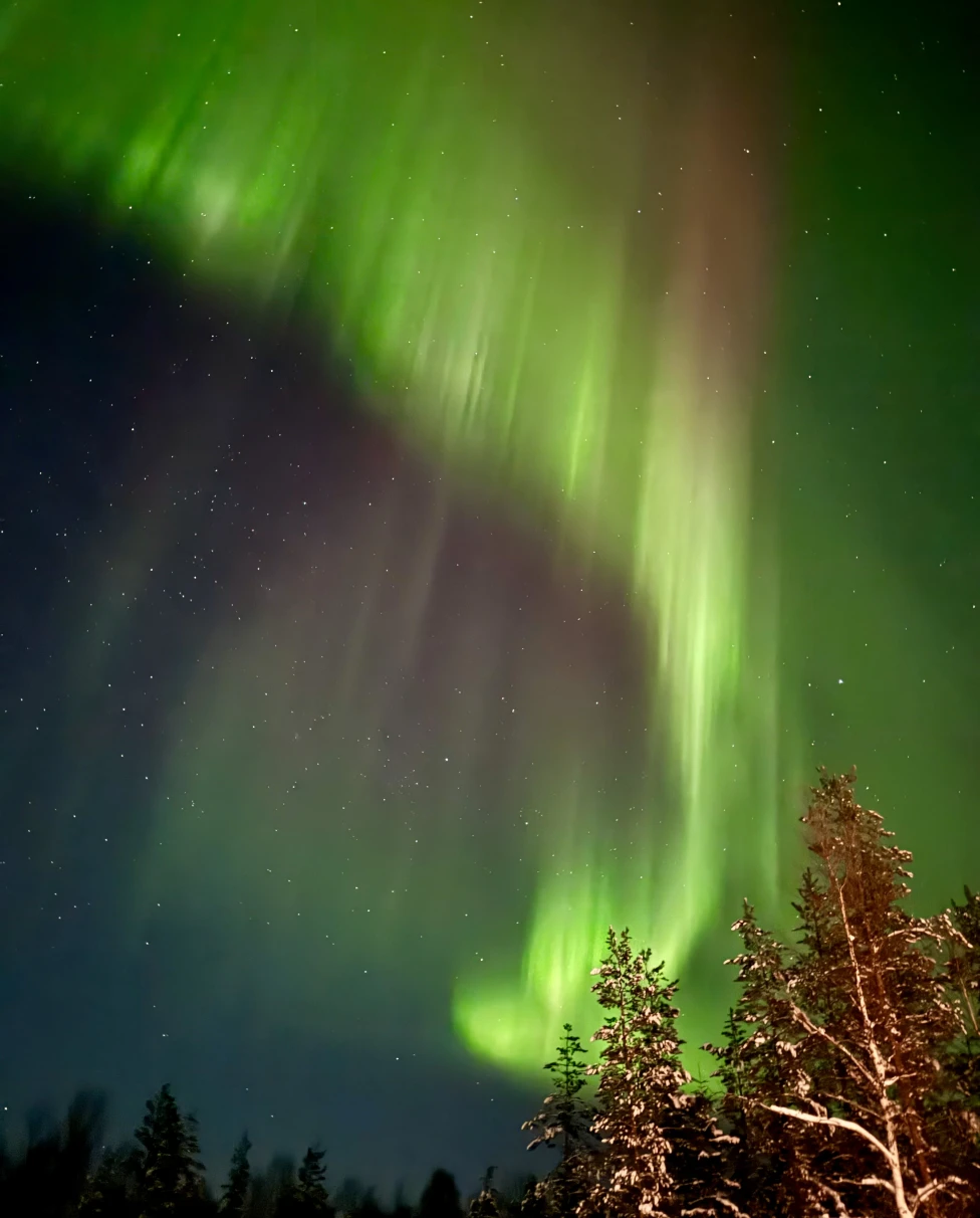 The Northern Lights is nature's mesmerizing light show painting the Arctic sky. Picture shows a green aurora borealis on a dark sky above trees.