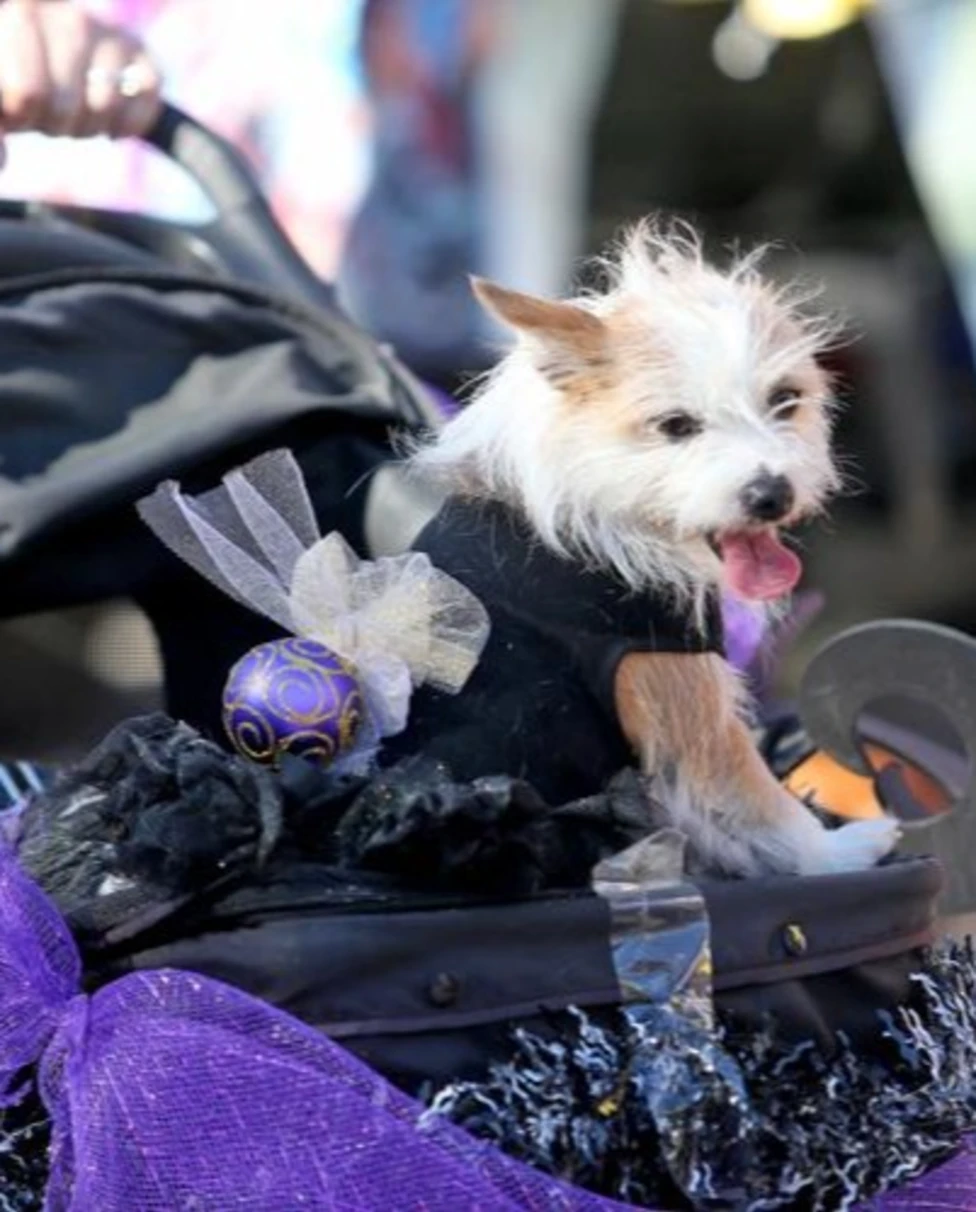 A white dog with light brown ears and paws in a stroller in the French Quarter of New Orleans with many pet-friendly hotels