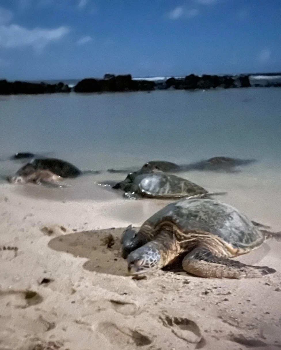 Turtles on Poipu Beach at sunset.