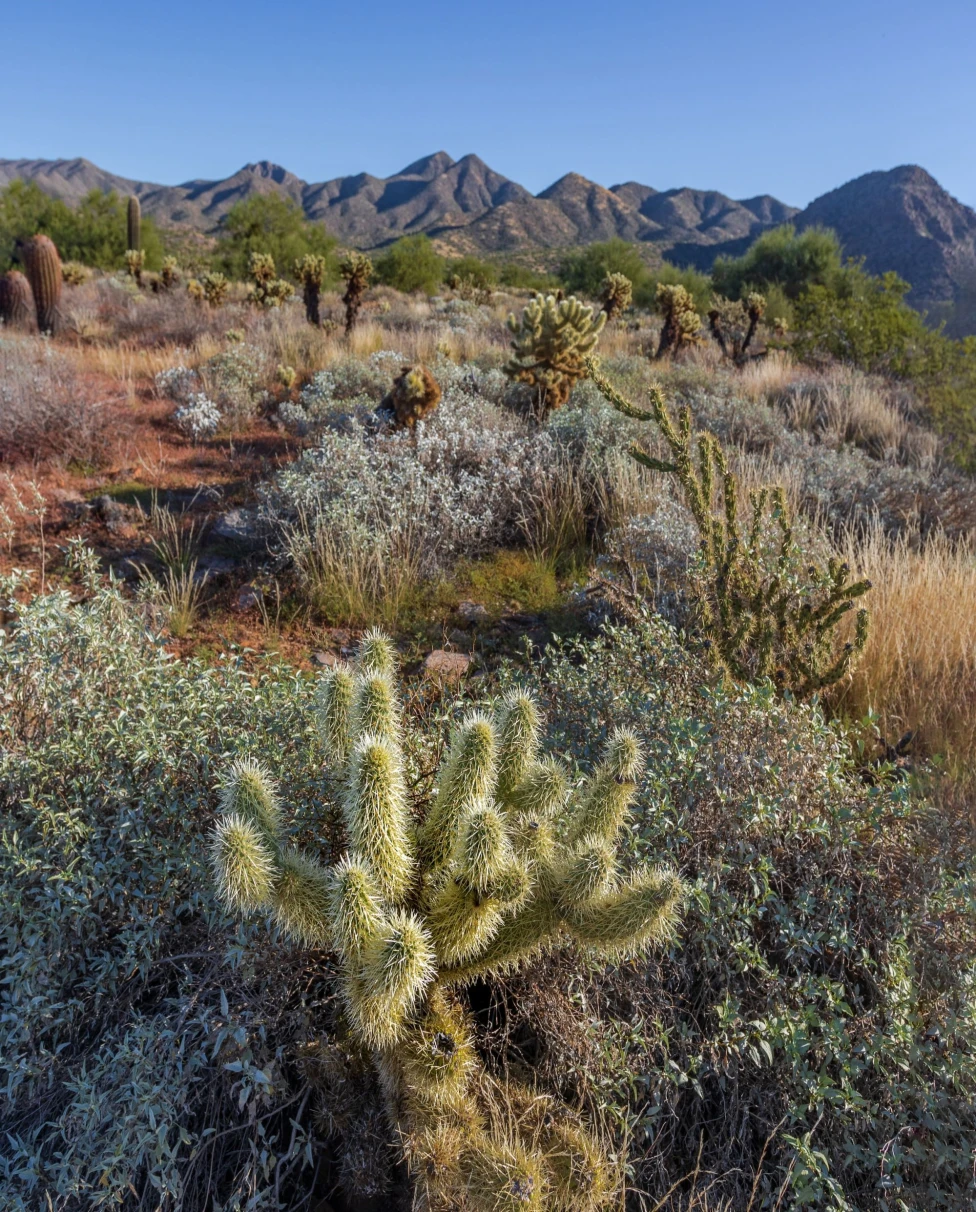 desert plants with mountains in the distance