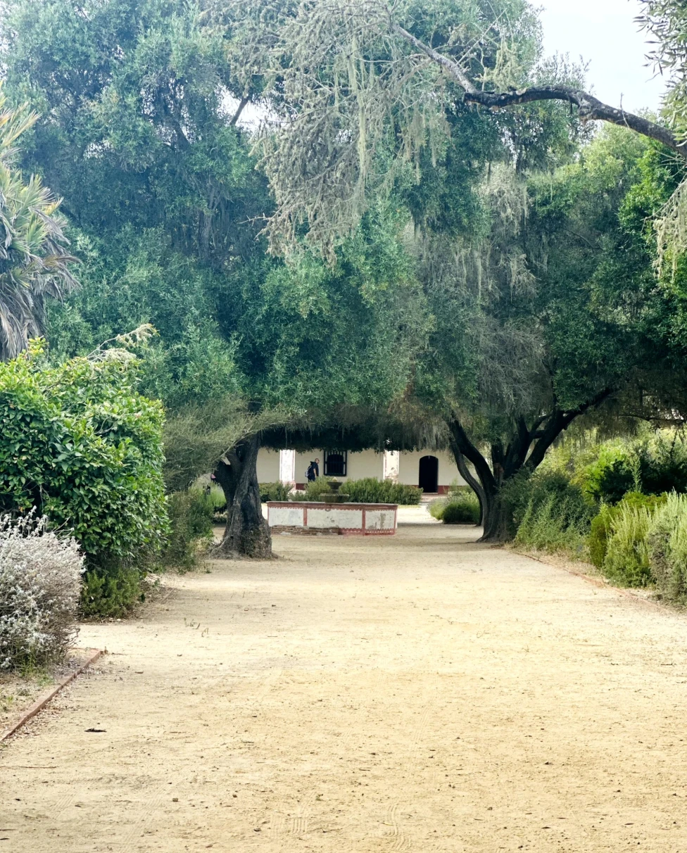A far view of a rocky road covered with trees during daytime.