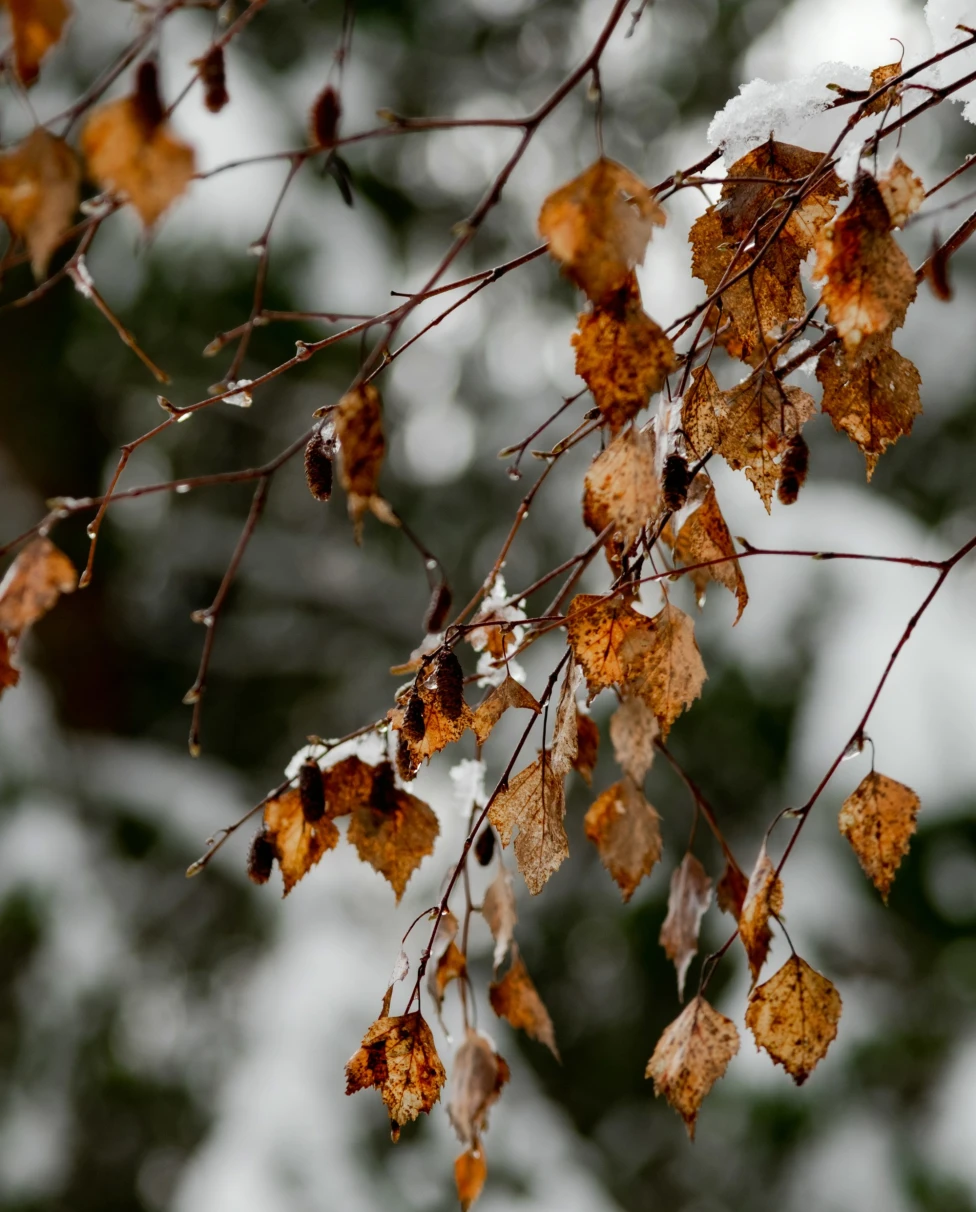 A close-up of brown leaves with snowflakes on thin branches, set against a snowy forest backdrop.
