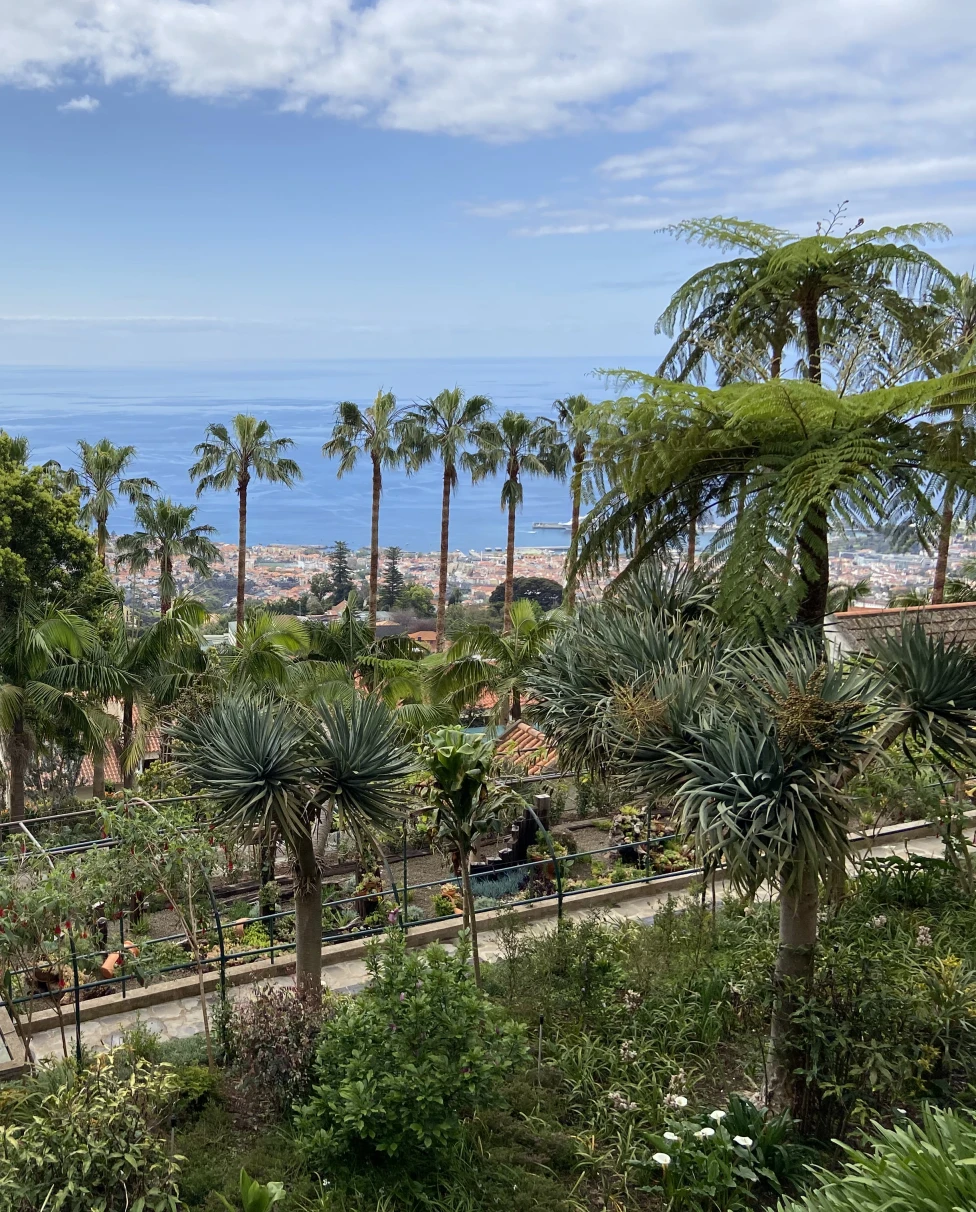 Madeira city view with the ocean in the distance and palm trees.
