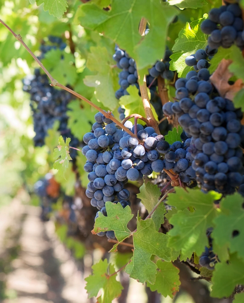 Purple grapes growing in a vineyard in California