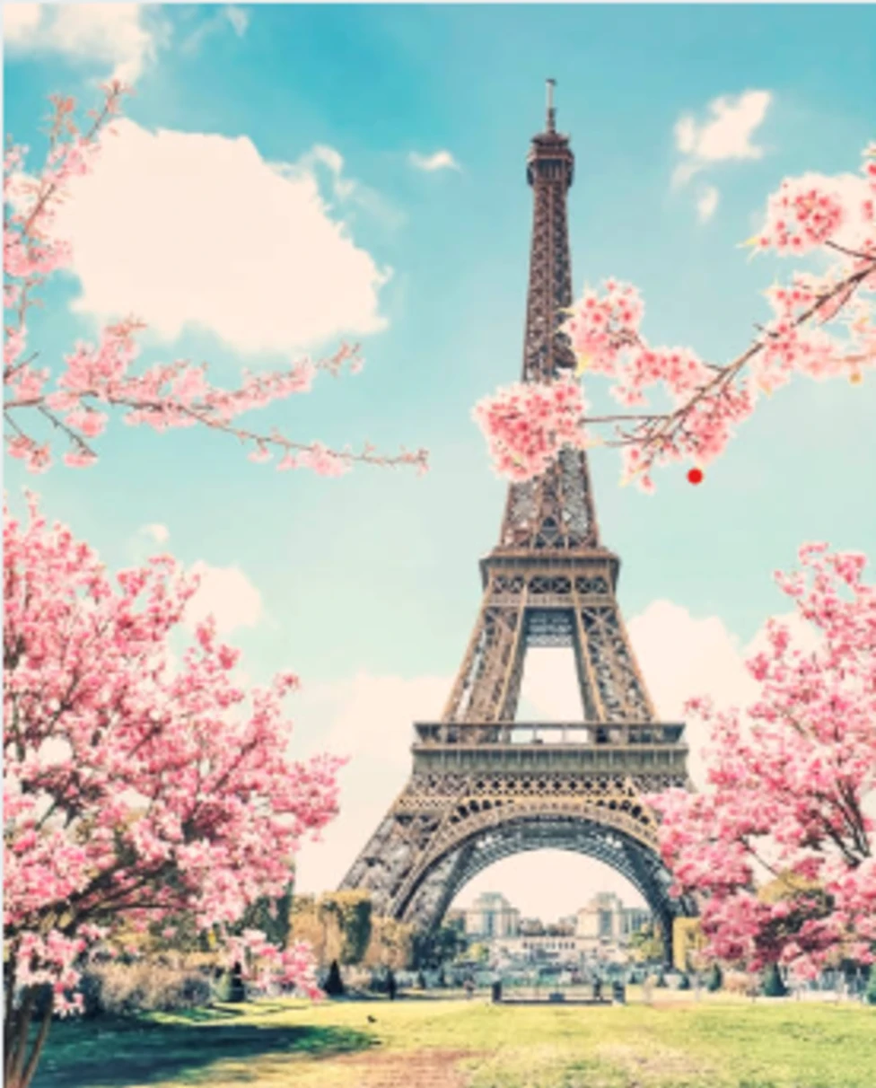 Eiffel tower behind pink flowers.