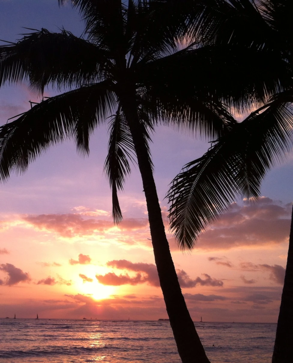 Palm trees set next to a body of water during a purple and orange sunset