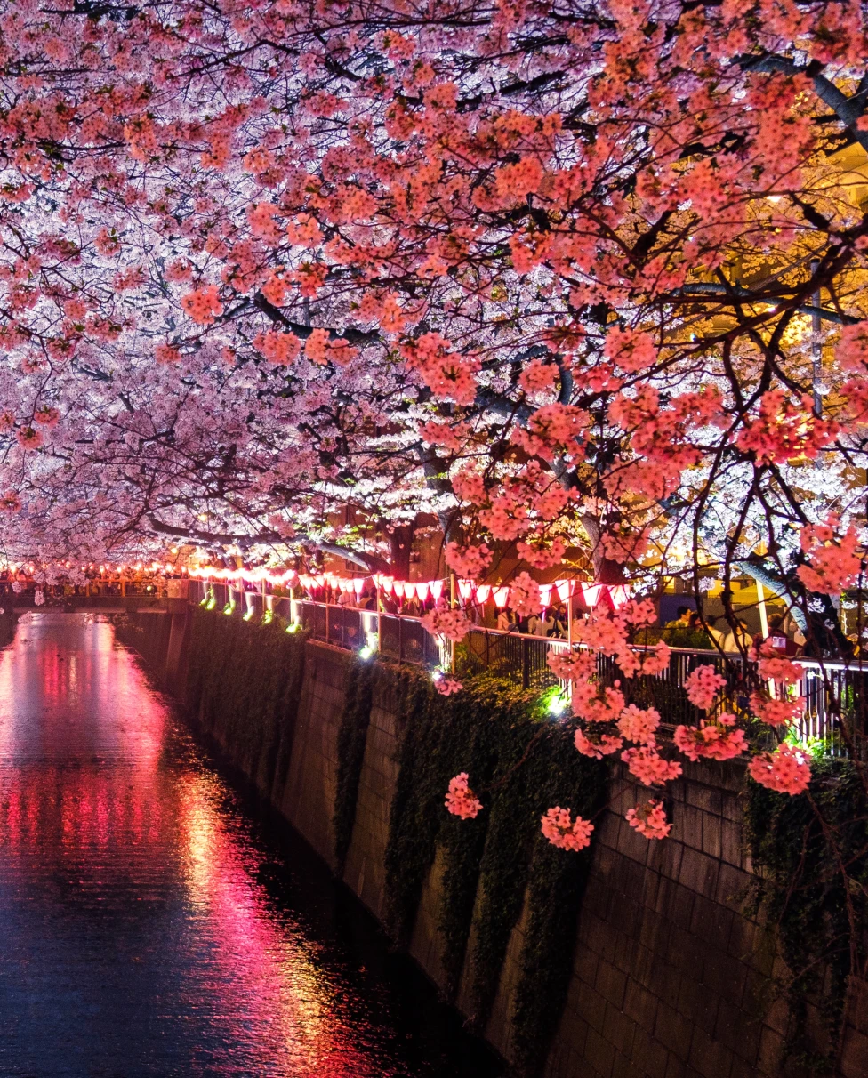 a canal passing through pinkish flowers trees