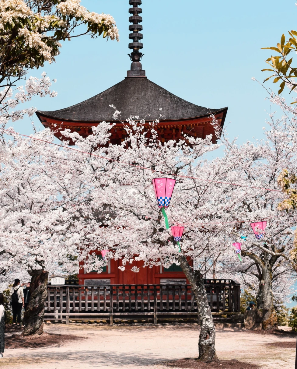 cherry blossoms and a temple
