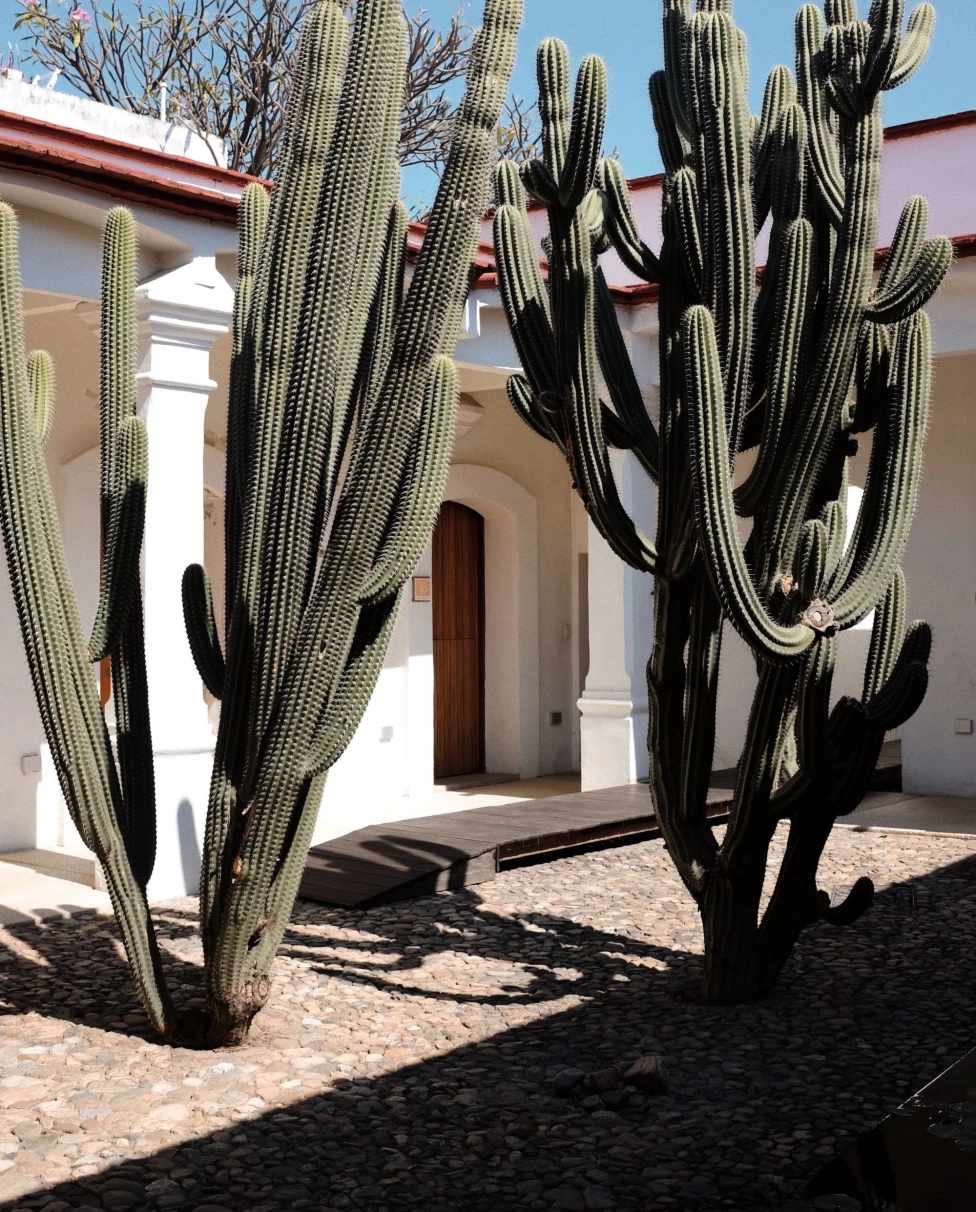 cactus plants in front of a door of a white building