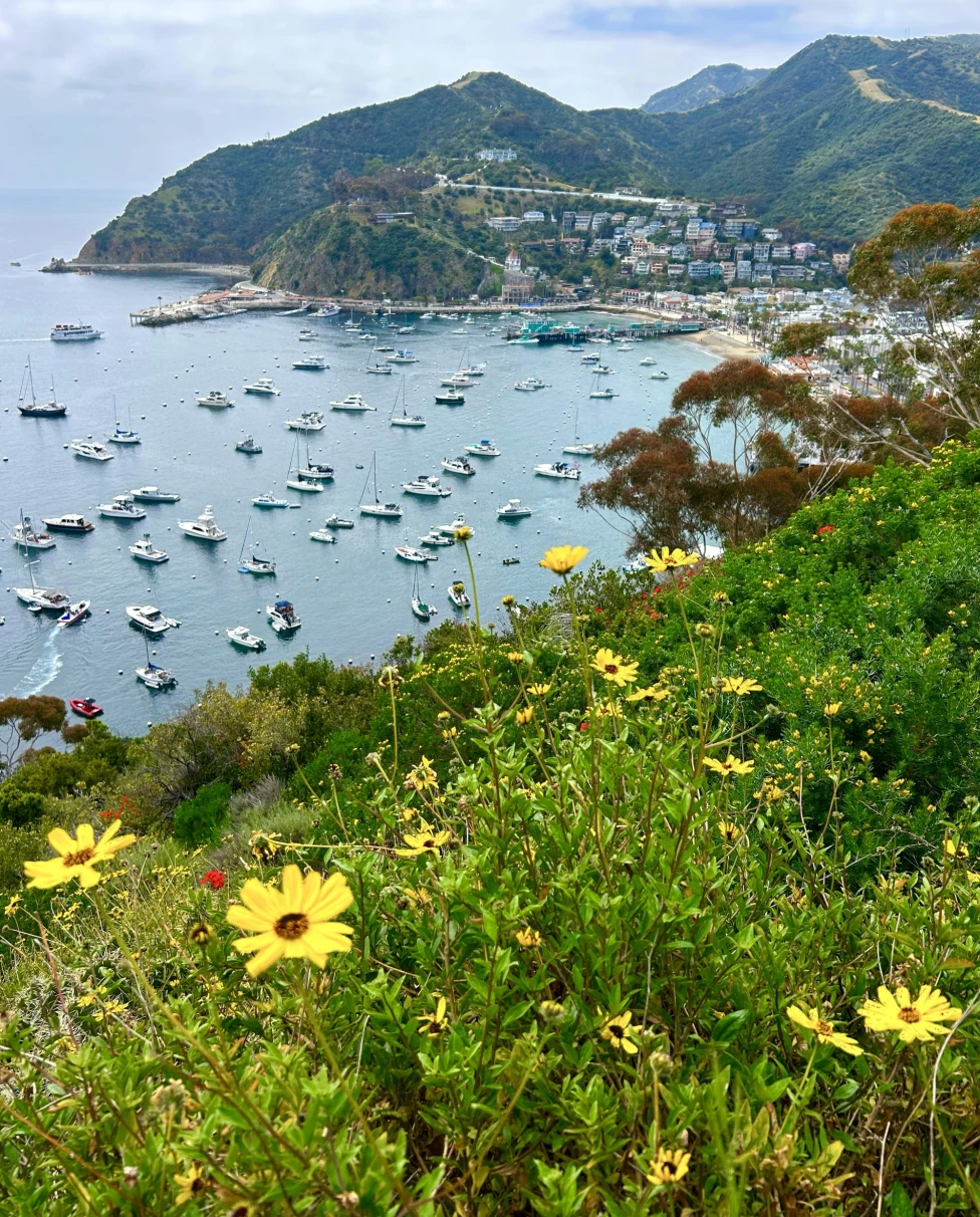 Aerial view of hills next to a body of water with lots of boats in it