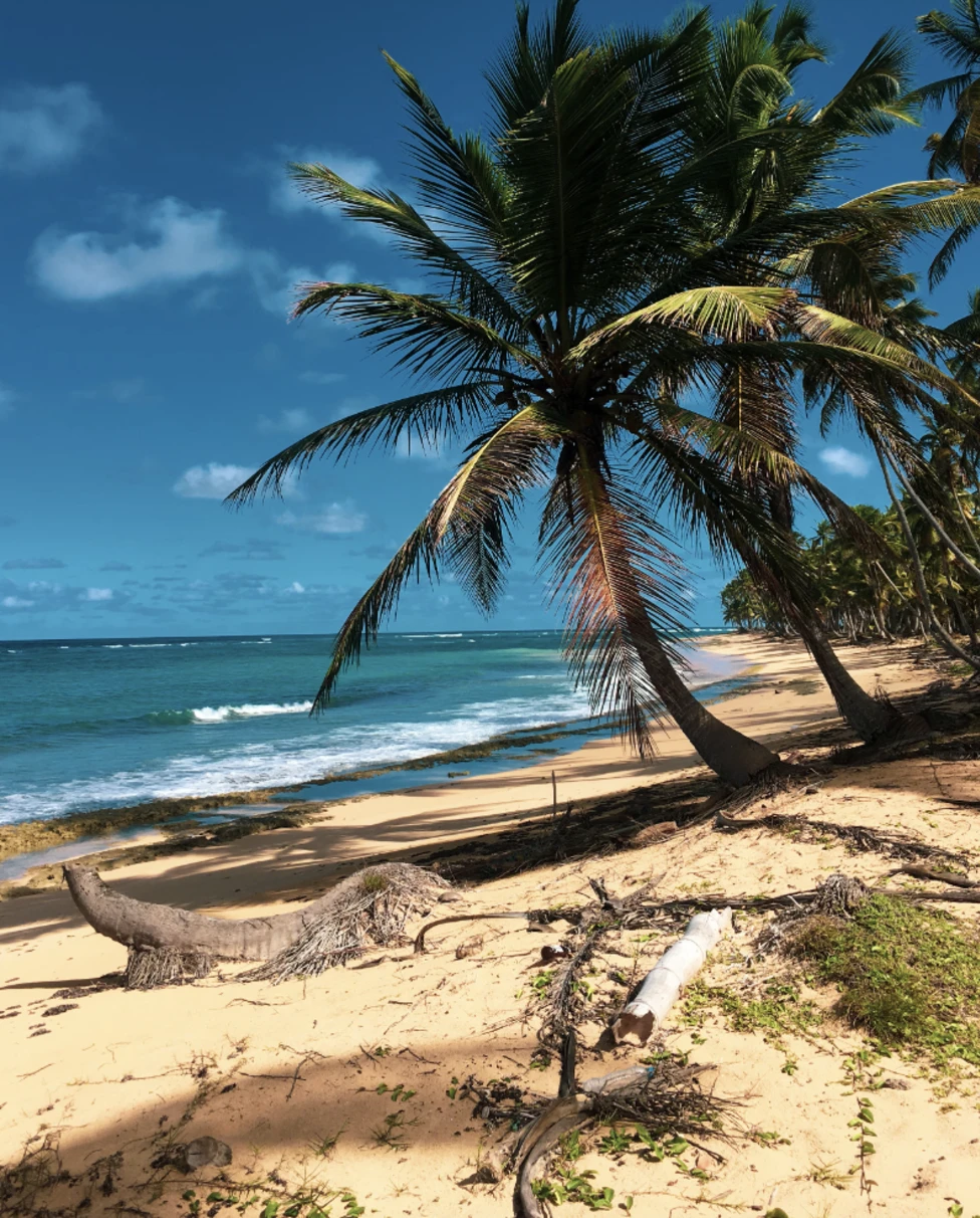 A view of palm trees hanging over the sandy and rocky beach near the ocean.