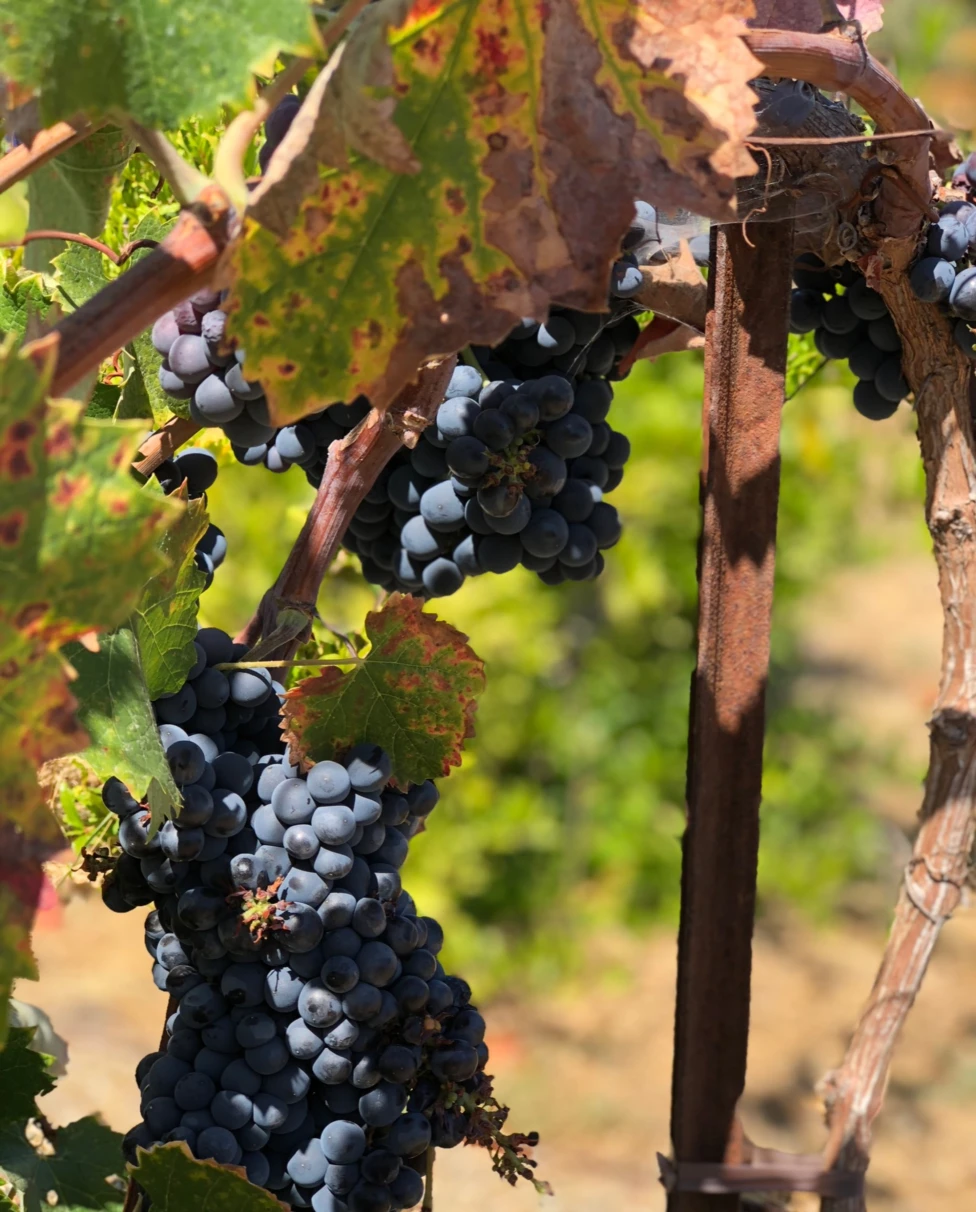 A close-up picture of grapes on a vine in a vineyard