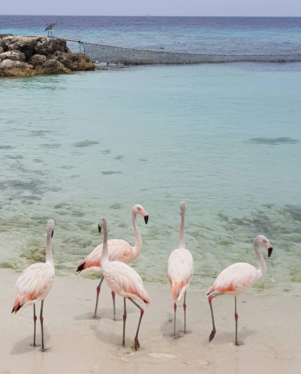 A picture of a flock of flamingos standing near the water at a beach.