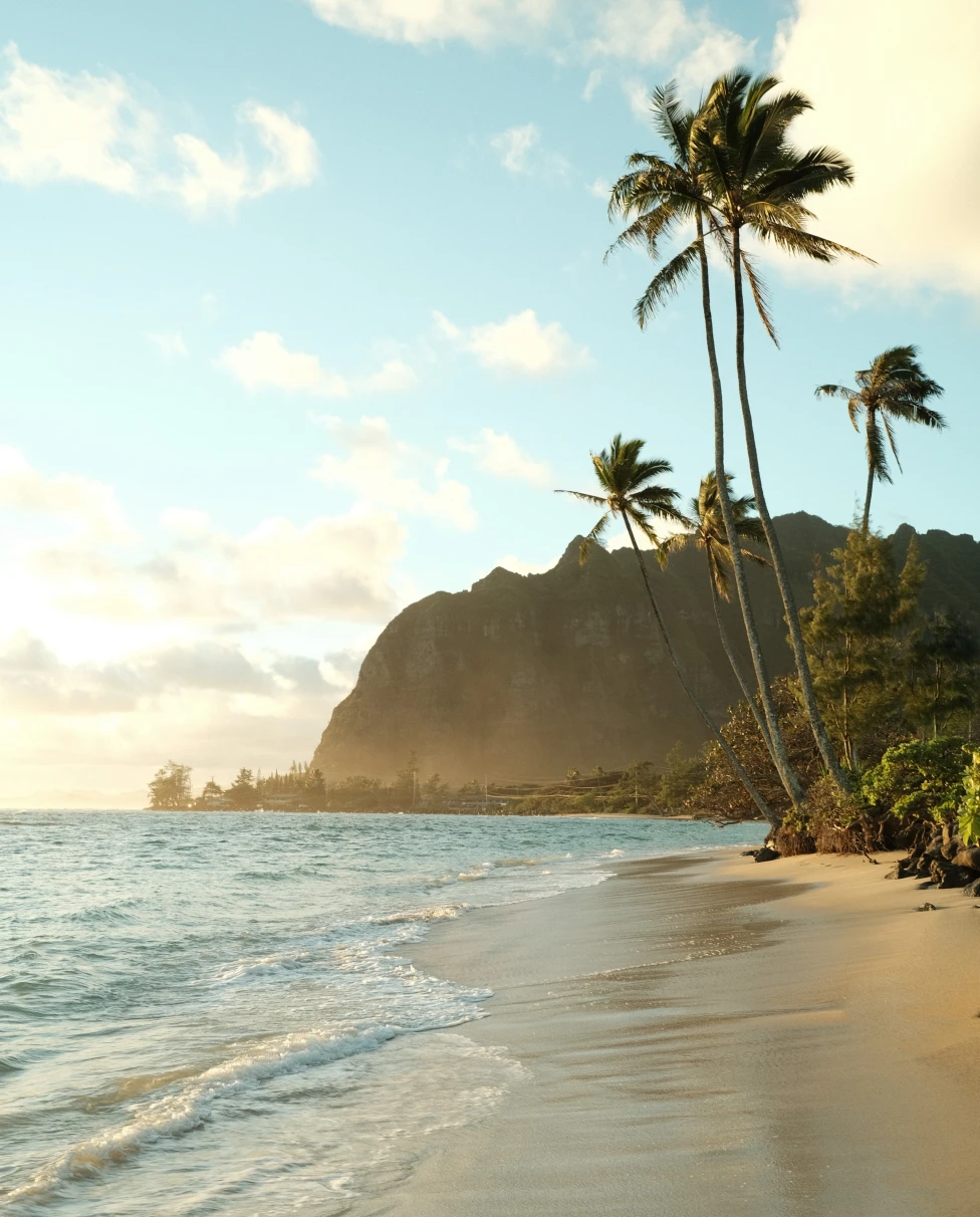 Beach with palm trees during daytime
