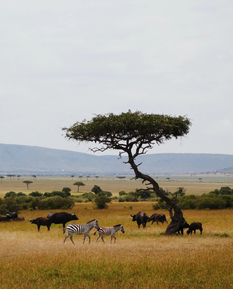 zebras roam in a safari with a tree