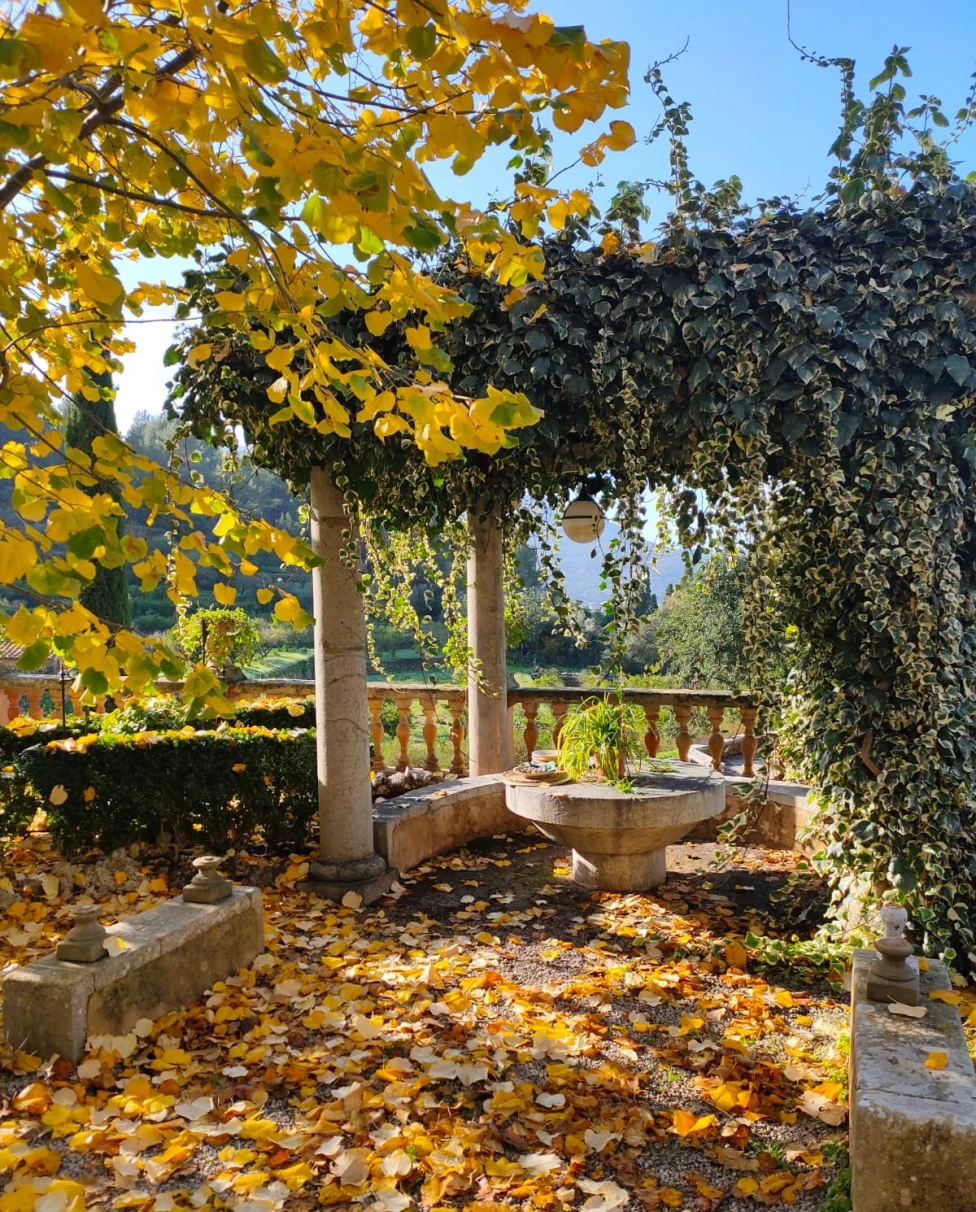 Autum in Biniaraix with fall foliage covering the patio as yellow leaves dot the sky on a sunny day.