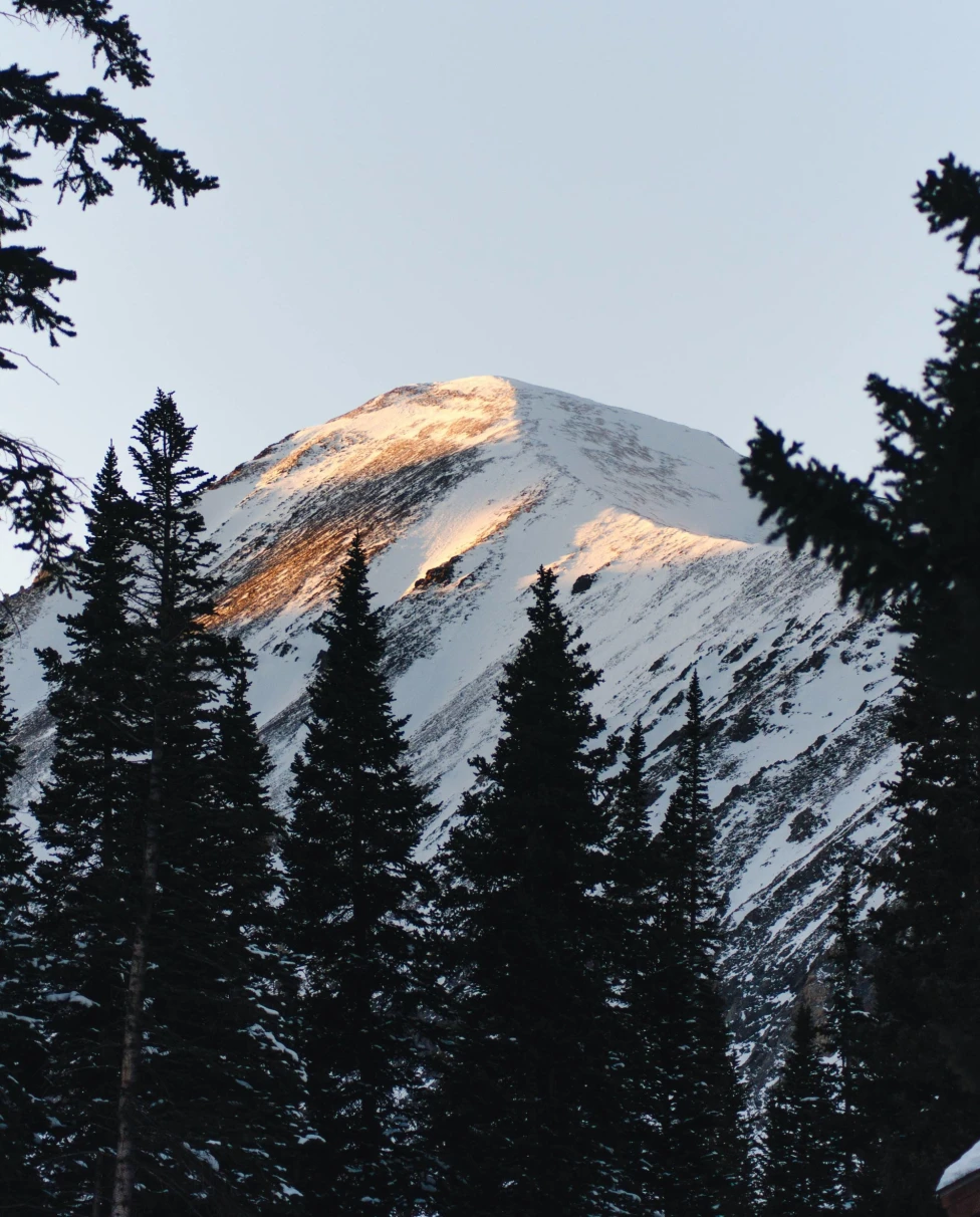 snowy mountain and evergreen forest