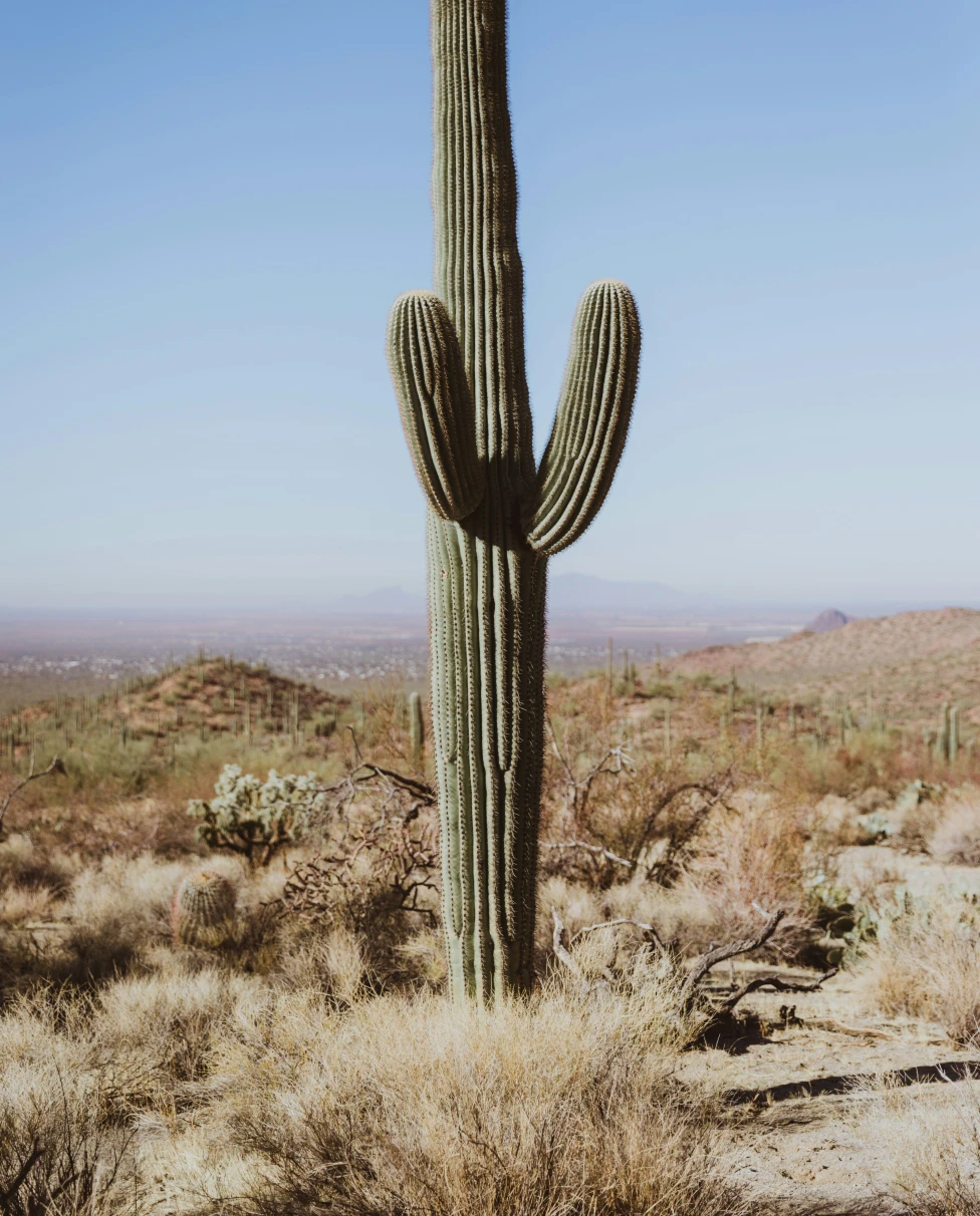An image of a cactus in the desert.