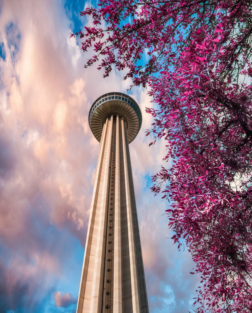 Purple leaf trees near the tower of San Antonio.