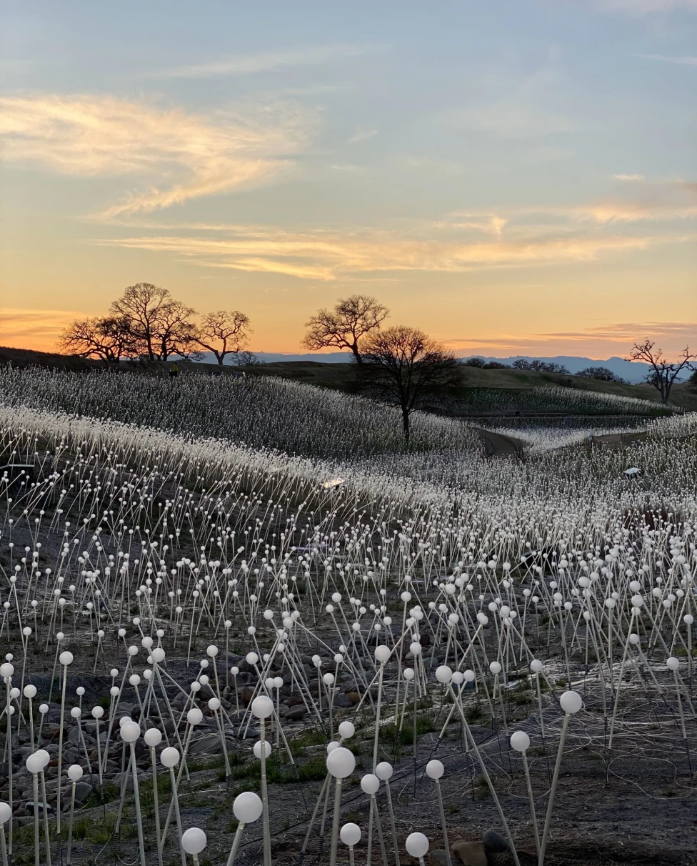 Dandelion field during sunset.