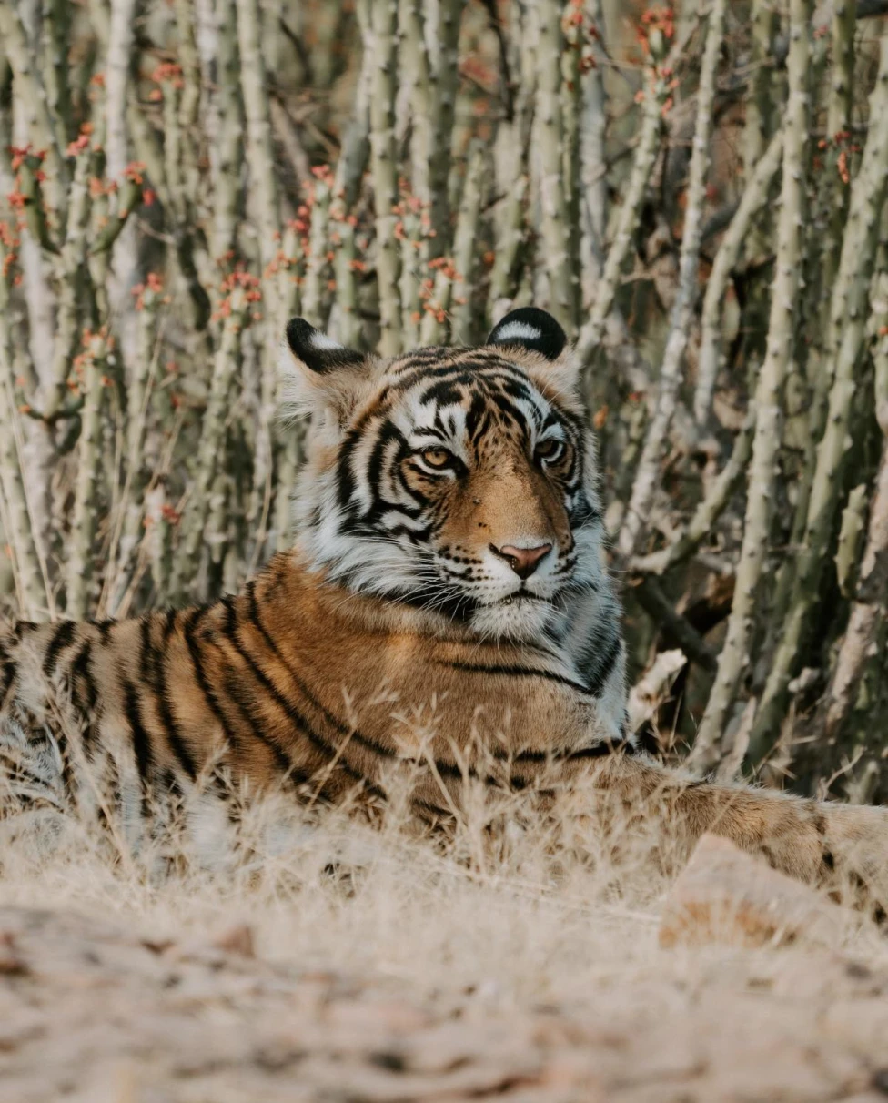 Tiger laying in grassy plain on a sunny day.