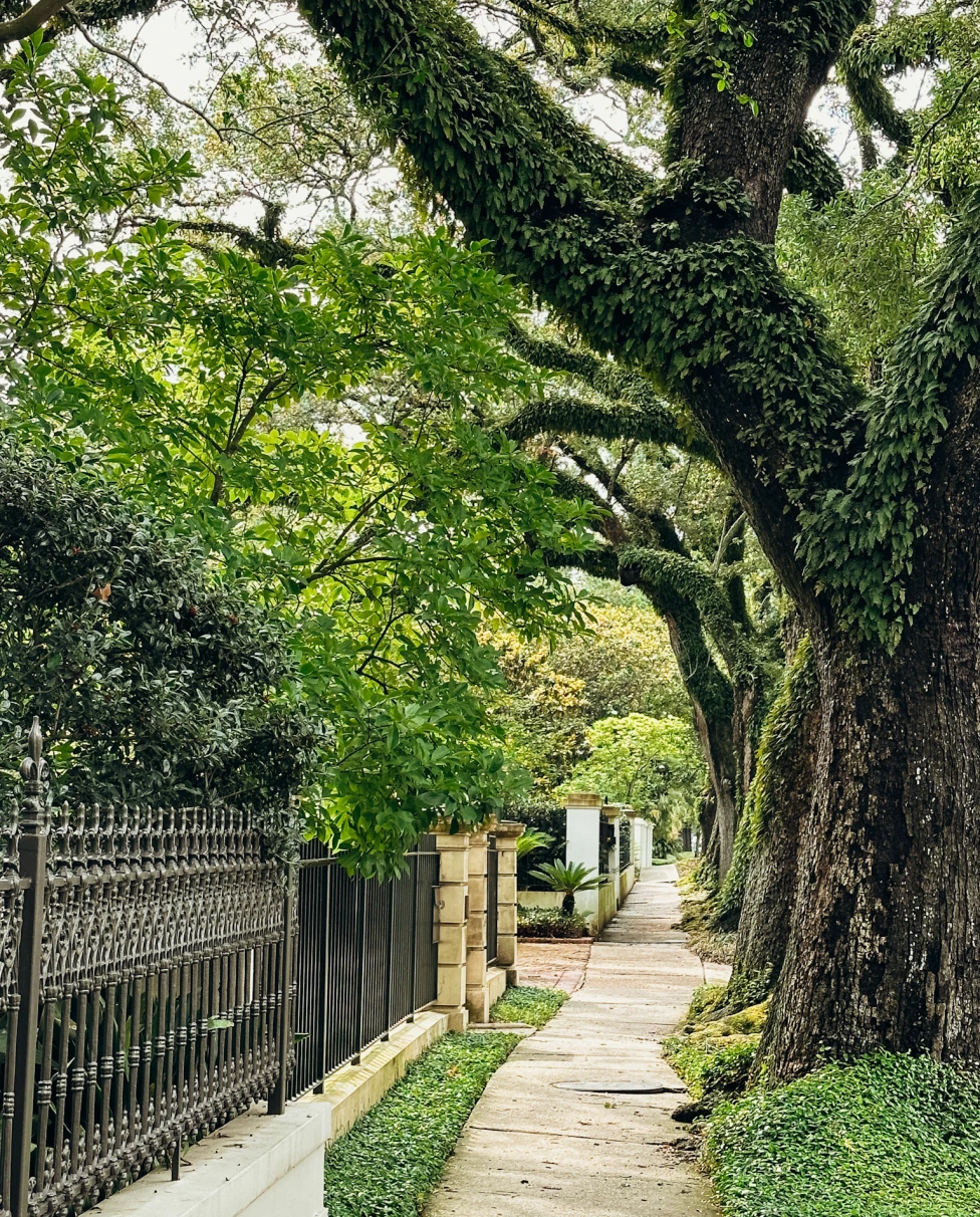 A sidewalk running underneath leafy live oak trees.