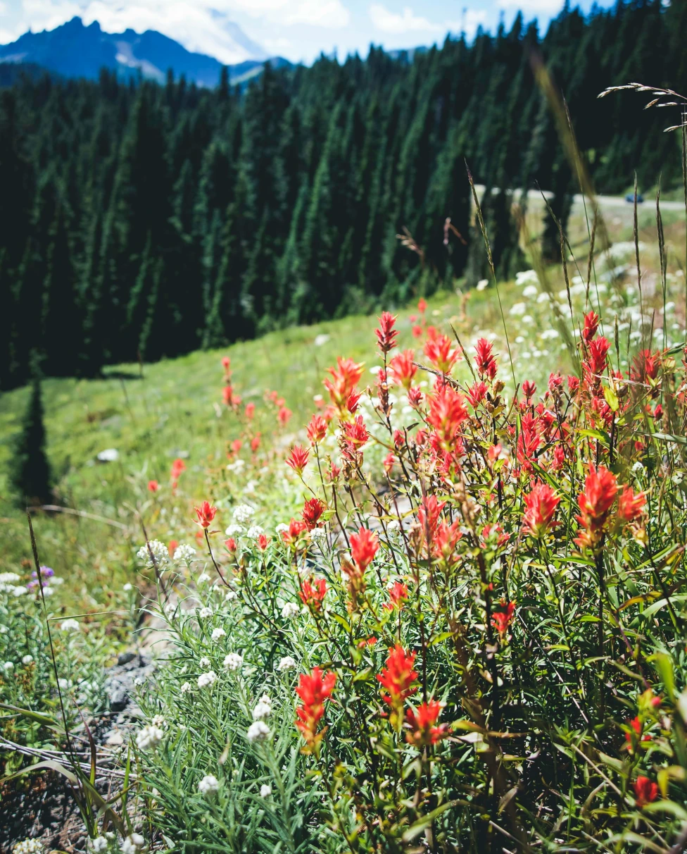 Orange wild flowers in a green field.