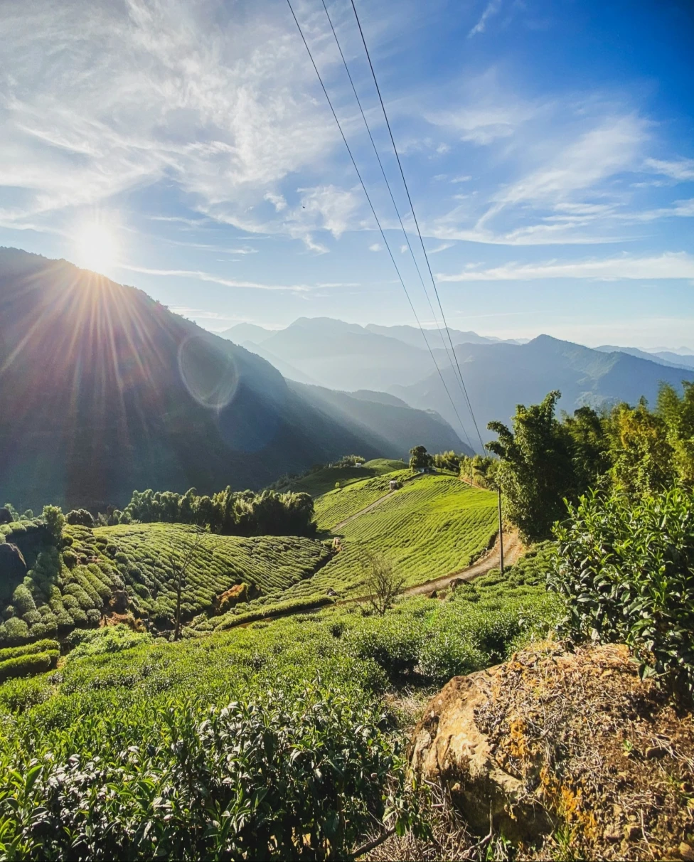 A breathtaking sunset over a verdant tea plantation, with the sun casting a warm glow over the undulating hills and power lines stretching across the sky.