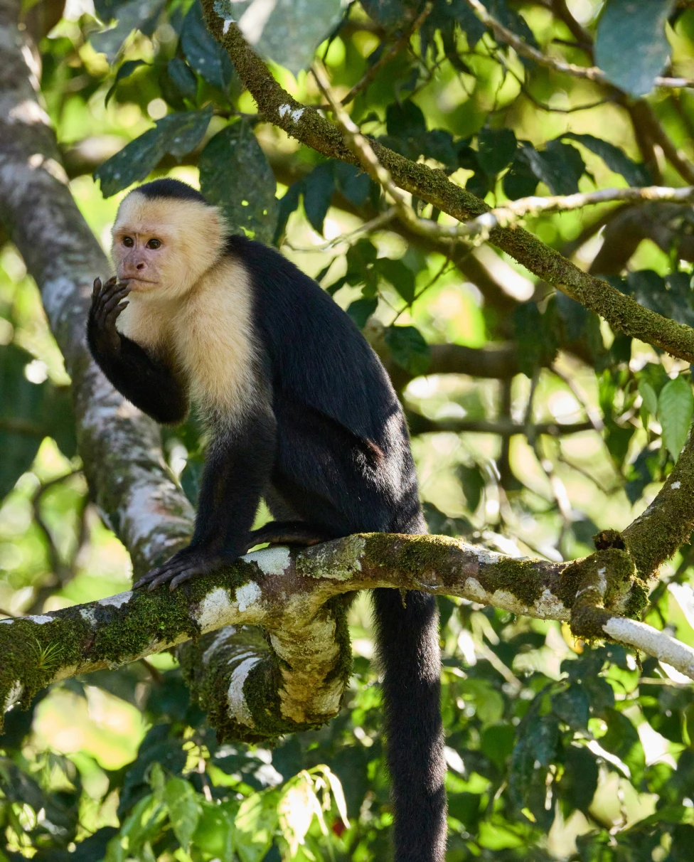 South American tapir with its mouth open