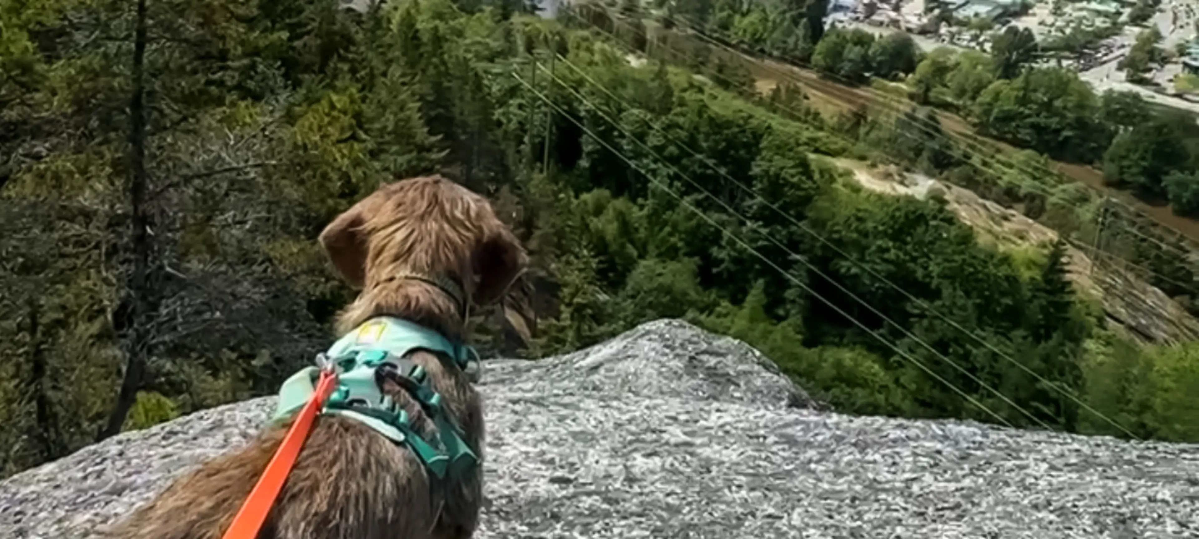 A Resident’s Guide to Squamish: Pet-Friendly Picks and More