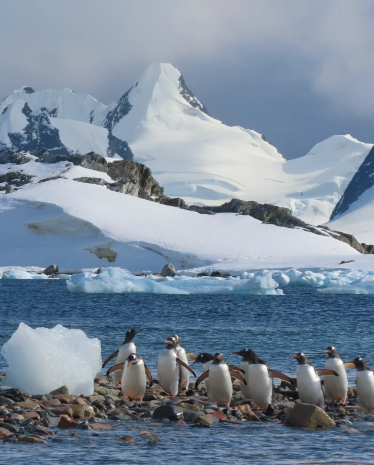 Dreaming Of Antarctica? Here’s Everything You Need To Know! curated by Mei-Mei Kirk