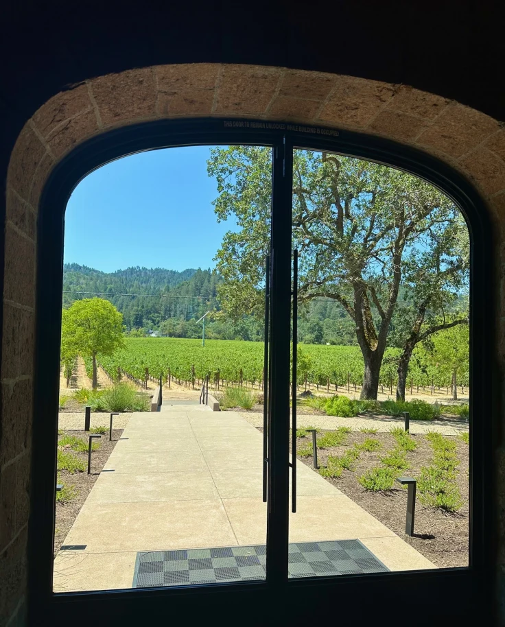 Vineyard on a cloudy day.