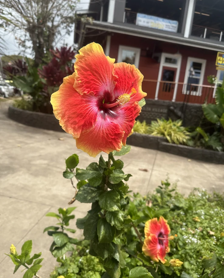 The Garden Isle of Kauai curated by Cole Anderson