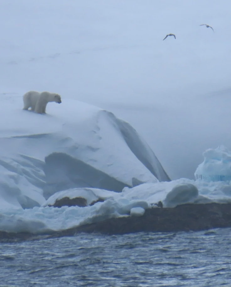 In Search of Polar Bears in the Arctic curated by Mei-Mei Kirk