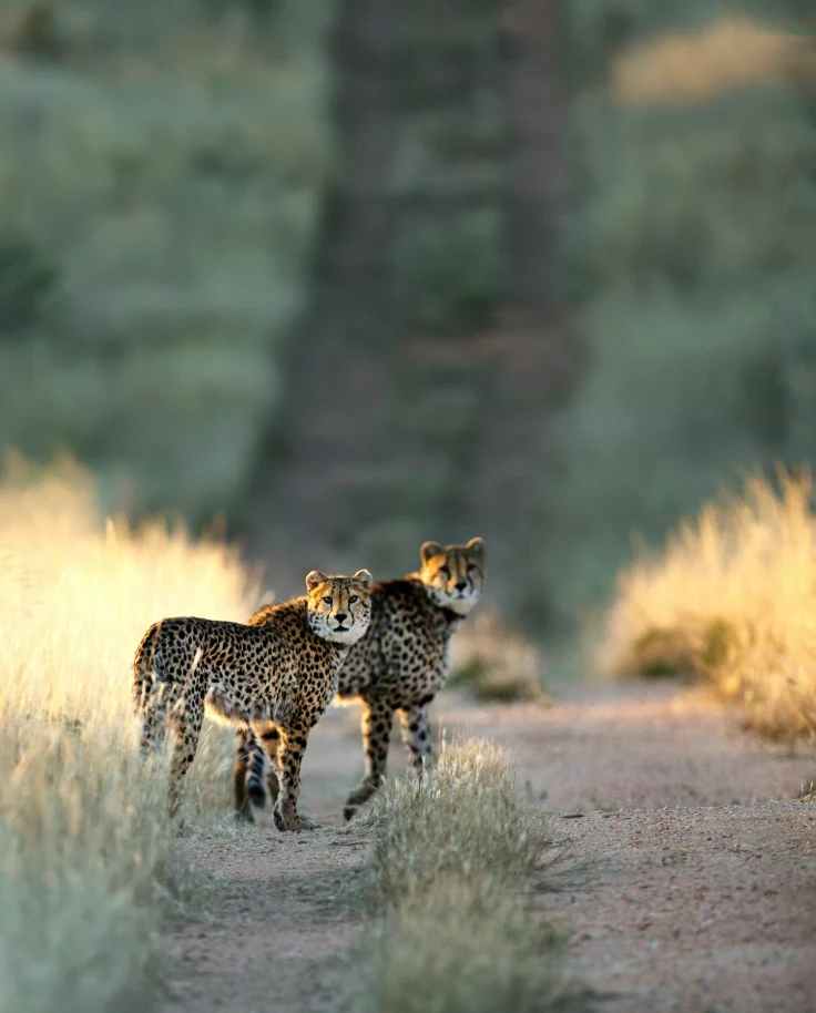 Discover Kenya in 7 Days: Nairobi, Lake Naivasha, Lake Nakuru & Masai Mara National Reserve curated by Naeema Cassimjee
