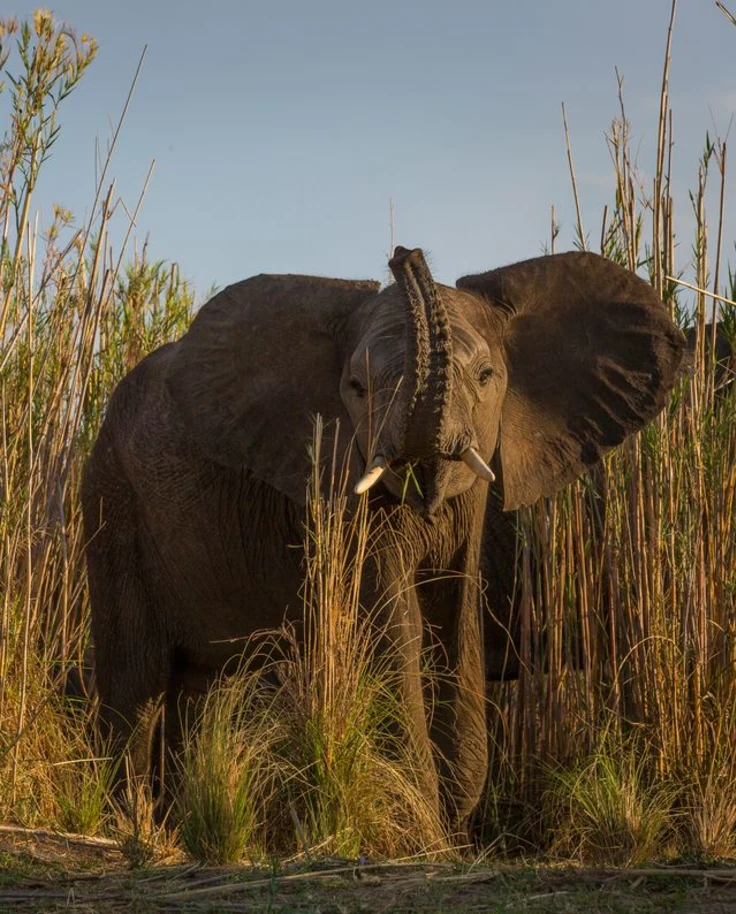 elephants in safari